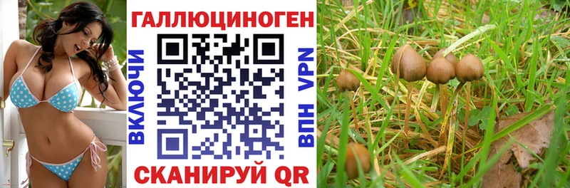 Галлюциногенные грибы Cubensis  Купить  Кореновск 